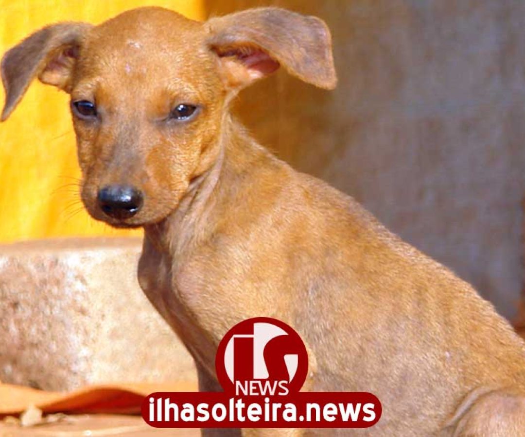 ilha-solteira-news-chamamento-publico-abrigo-caes-gatos