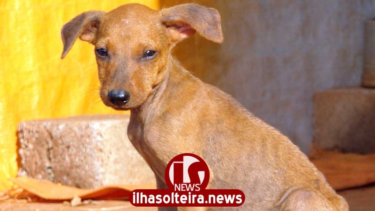 ilha-solteira-news-chamamento-publico-abrigo-caes-gatos