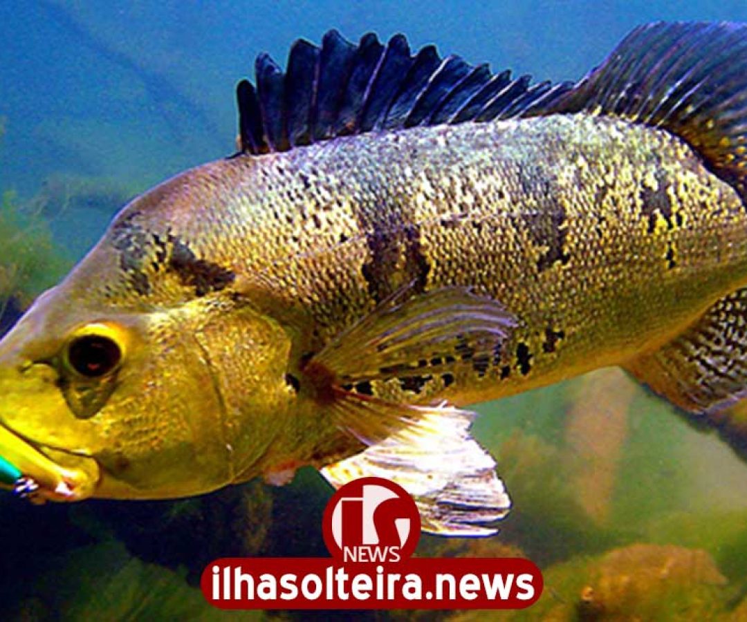 ilha-solteira-news-circuito-tucuna-free-pesca-esportiva-turismo