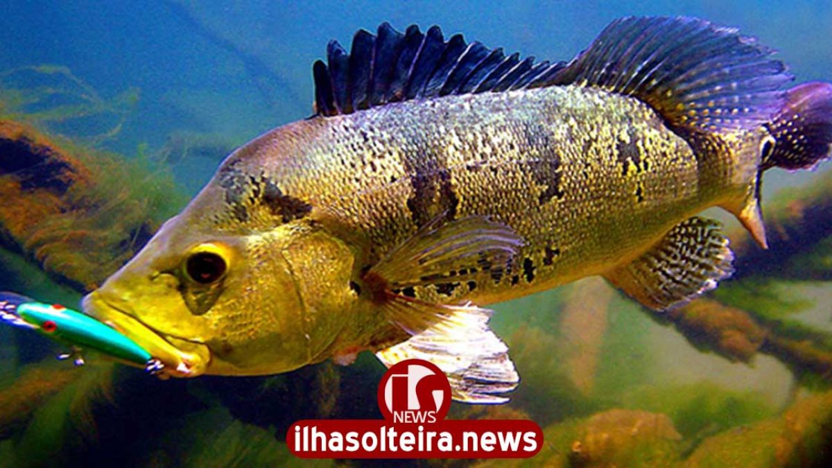 ilha-solteira-news-circuito-tucuna-free-pesca-esportiva-turismo