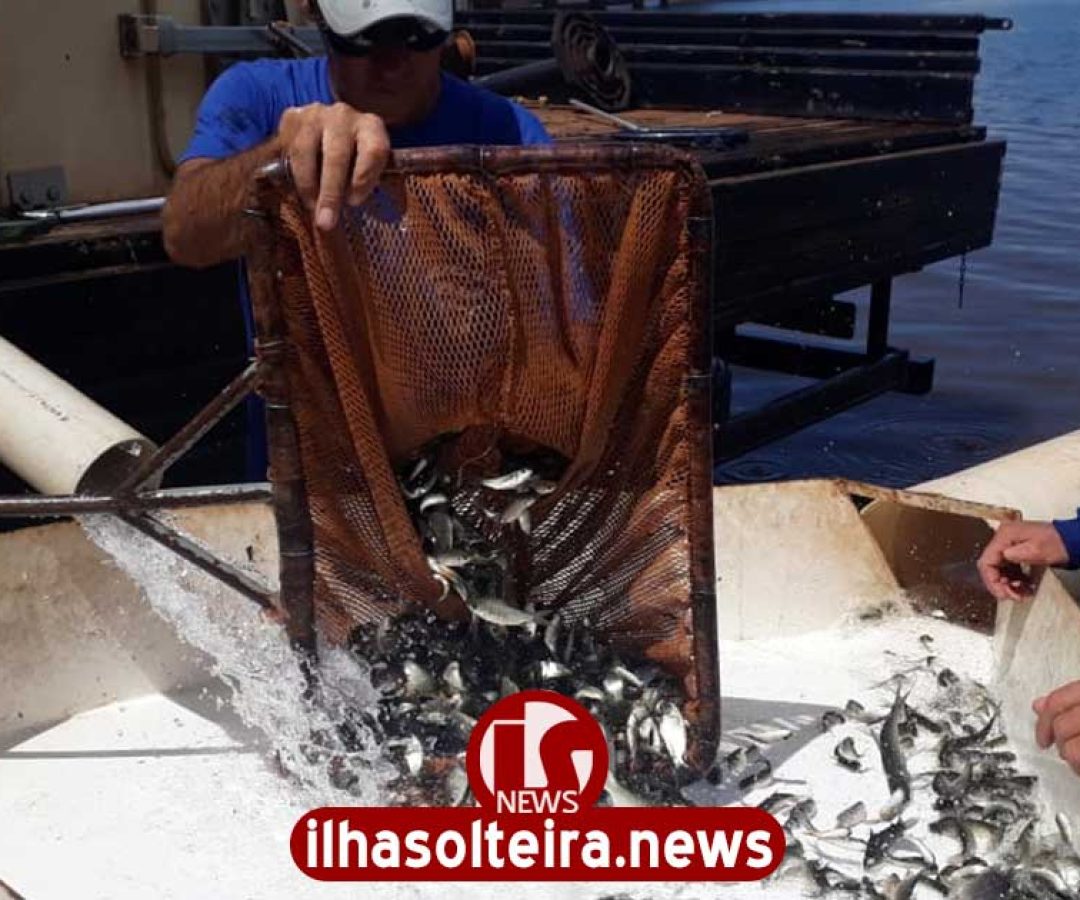 ilha-solteira-news-ctg-brasil-solta-peixes-usina
