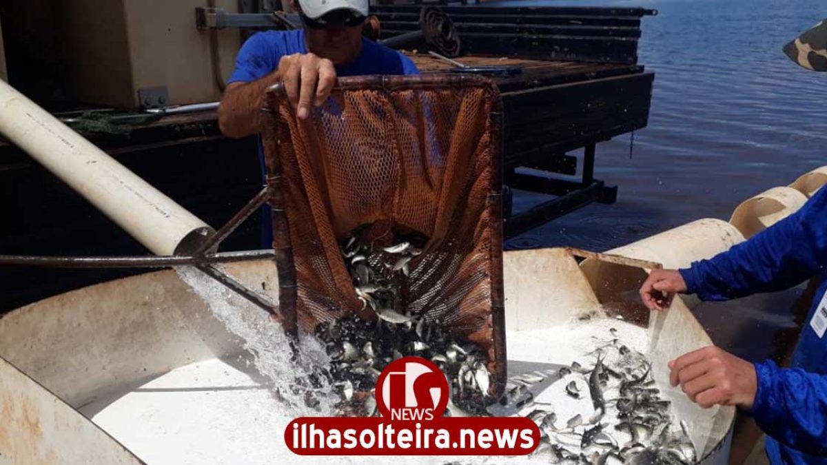 ilha-solteira-news-ctg-brasil-solta-peixes-usina