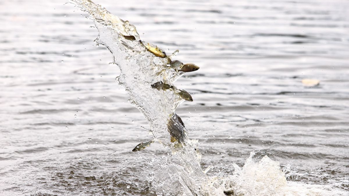ilha-solteira-news-ctg-brasil-soltura-de-peixes