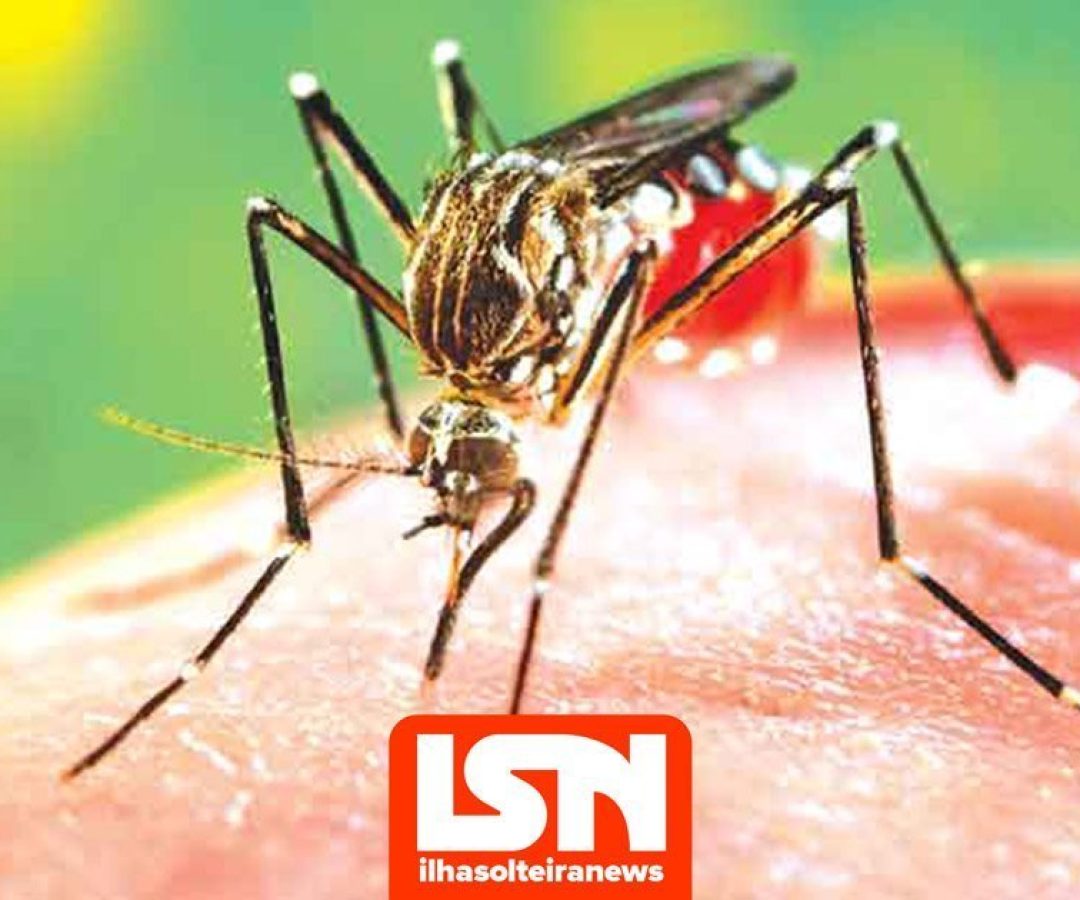 ilha-solteira-news-dengue ilha-solteira-news-dengue
