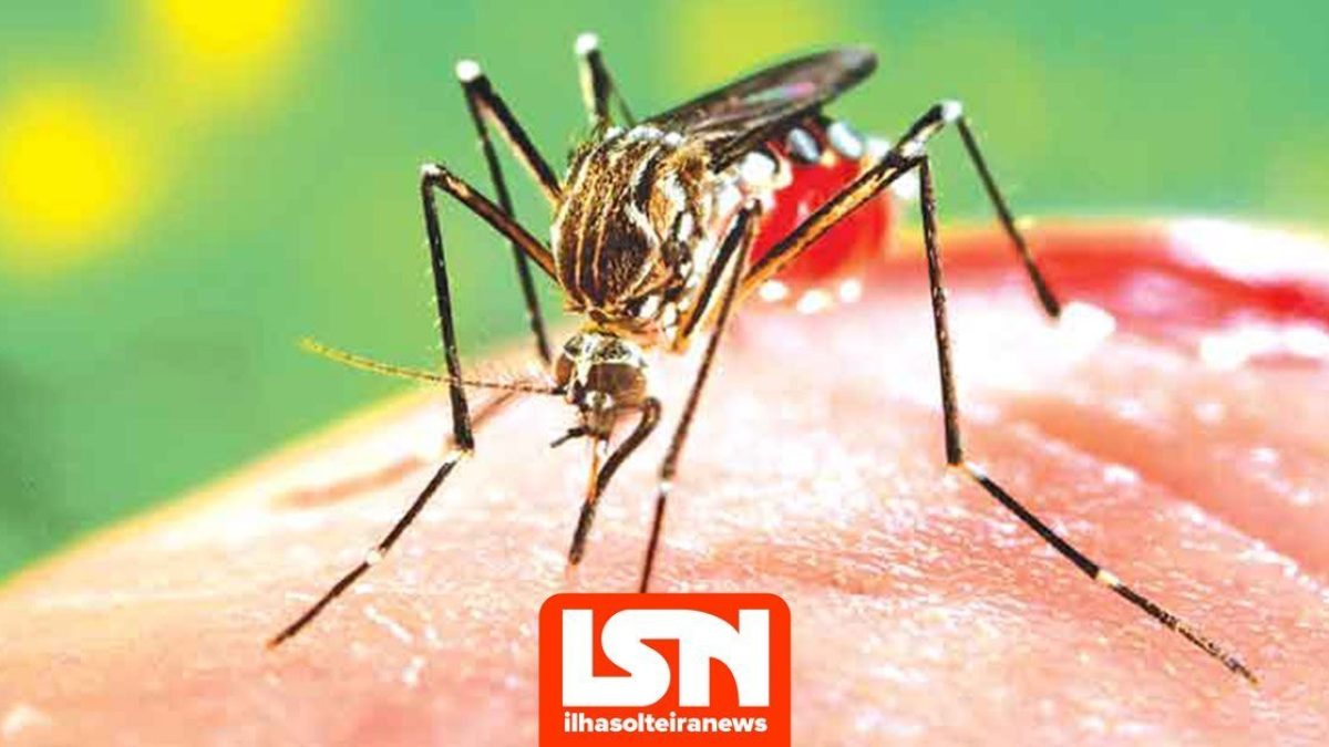 ilha-solteira-news-dengue