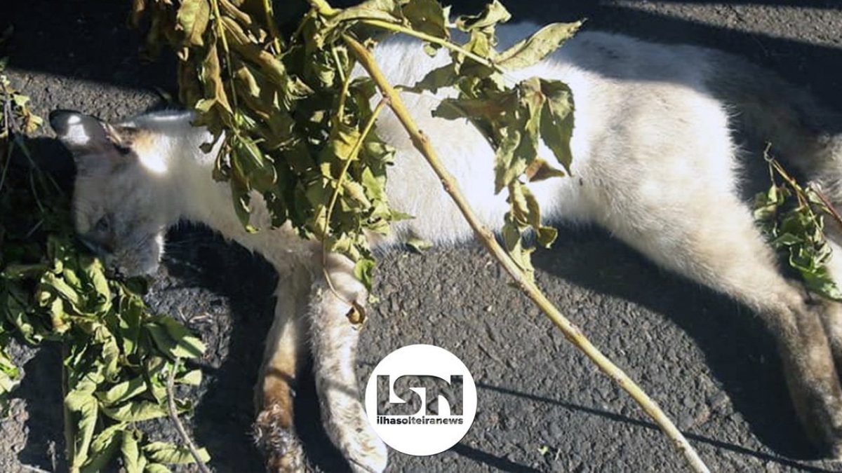 ilha-solteira-news-envenenamento-gatos-jardim-aeroporto