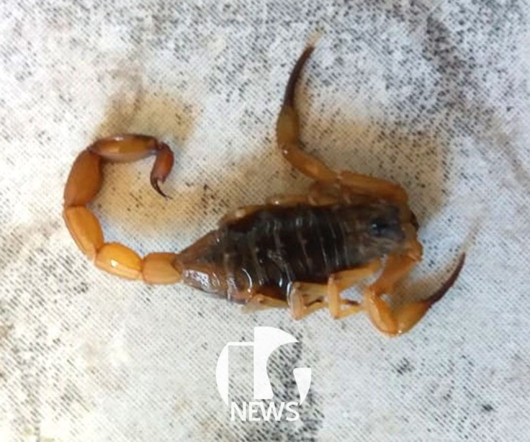 ilha-solteira-news-escorpiao-passeio-floresta