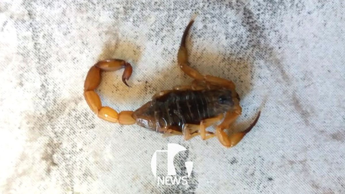 ilha-solteira-news-escorpiao-passeio-floresta