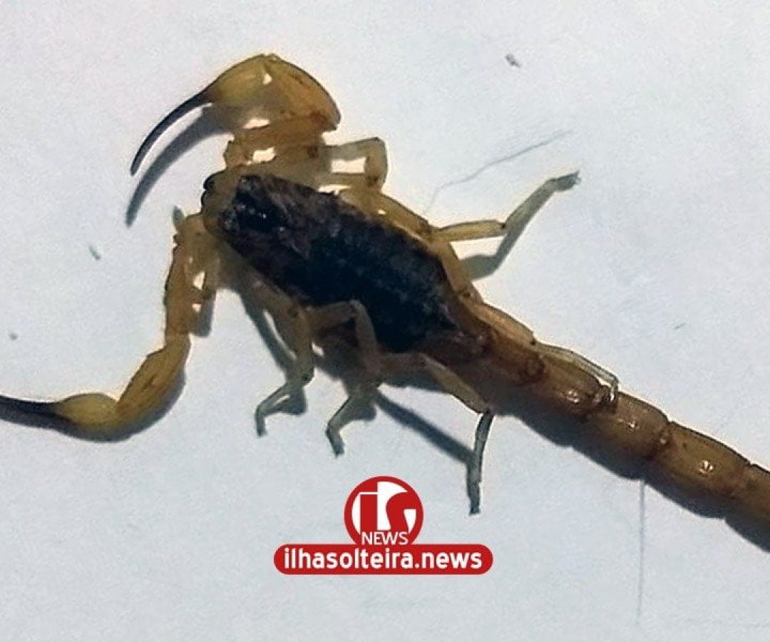 ilha-solteira-news-escorpiao-passeio-ouro-preto-zona-sul ilha-solteira-news-escorpiao-passeio-ouro-preto-zona-sul