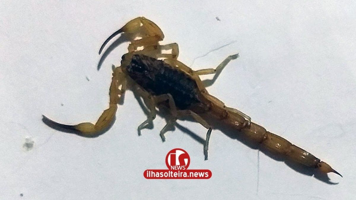 ilha-solteira-news-escorpiao-passeio-ouro-preto-zona-sul