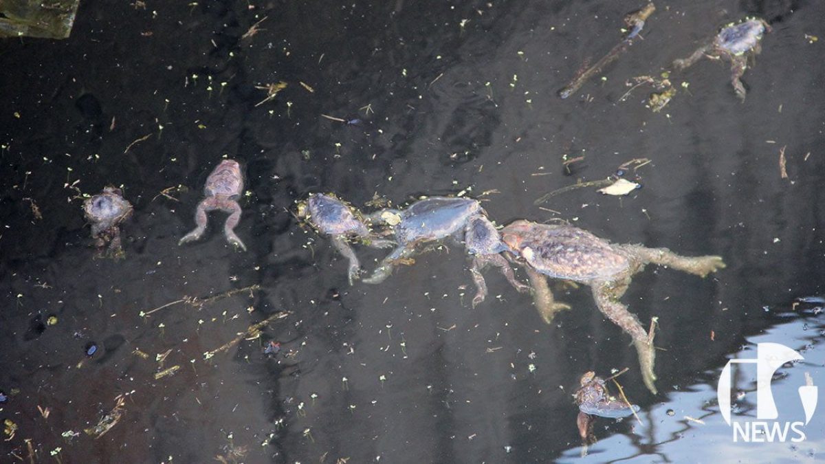 ilha-solteira-news-fonte-luminosa-obra-inacabada