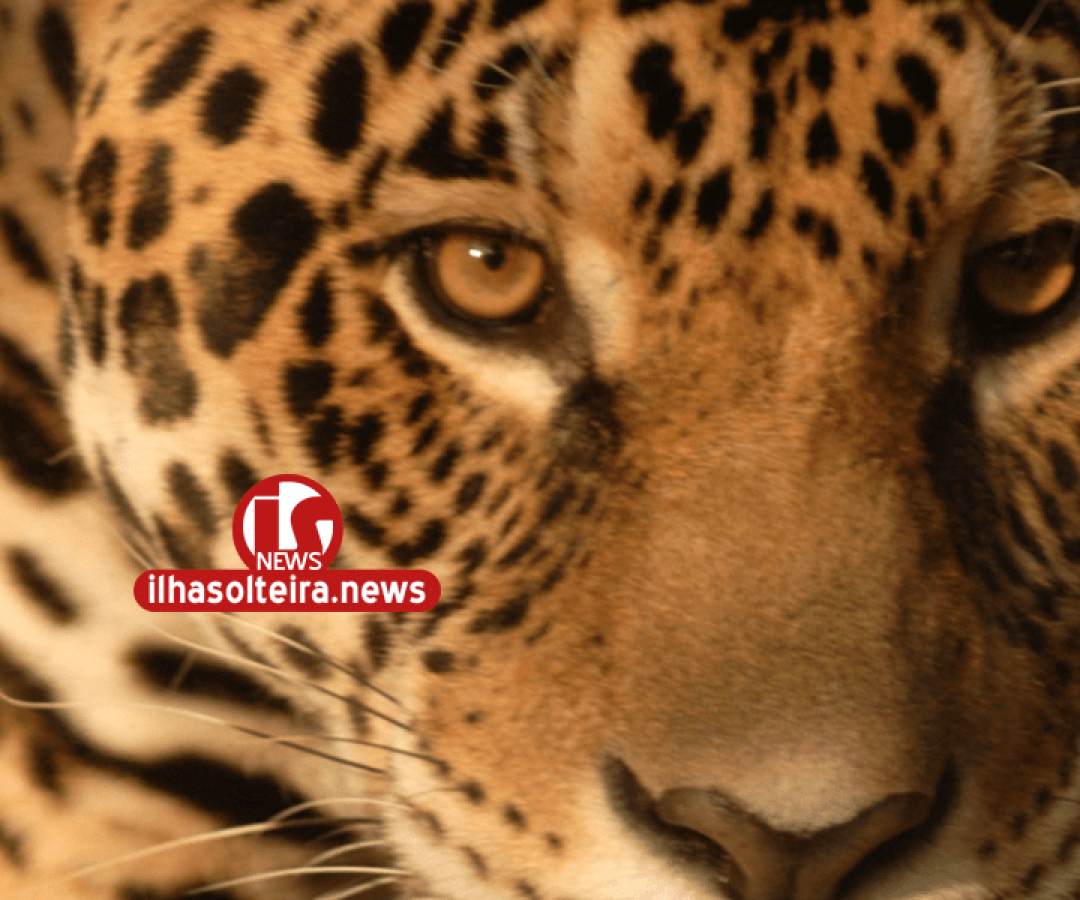 ilha-solteira-news-justica-federal-liminar-ctg-brasil-rio-parana-energia-zoologico-ibama