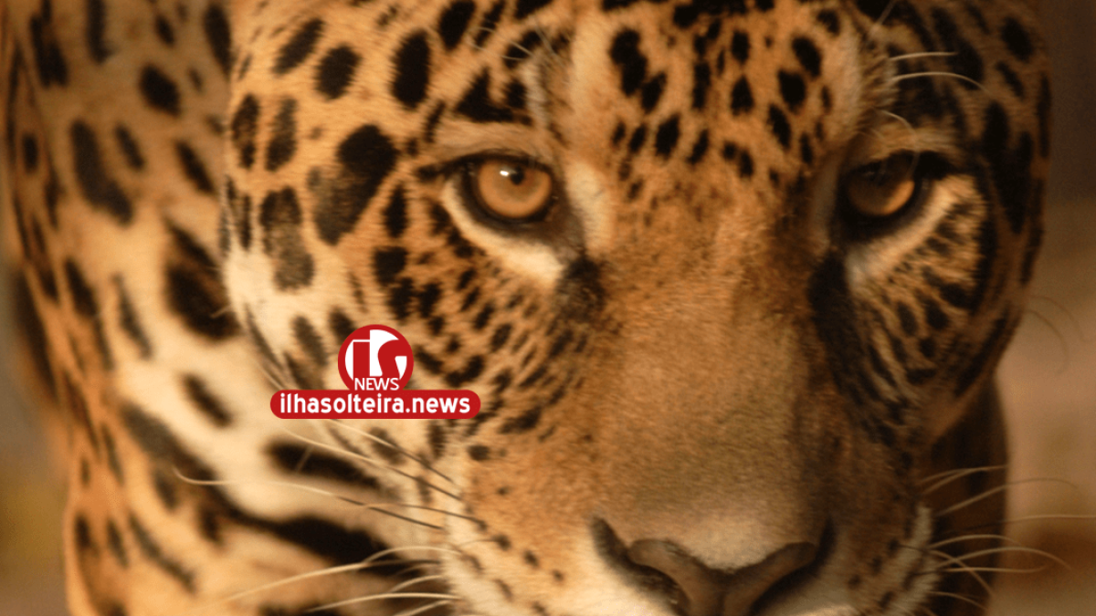 ilha-solteira-news-justica-federal-liminar-ctg-brasil-rio-parana-energia-zoologico-ibama