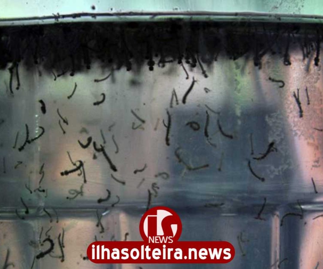 ilha-solteira-news-larvas-mosquito-dengue-aedes-aegypti ilha-solteira-news-larvas-mosquito-dengue-aedes-aegypti