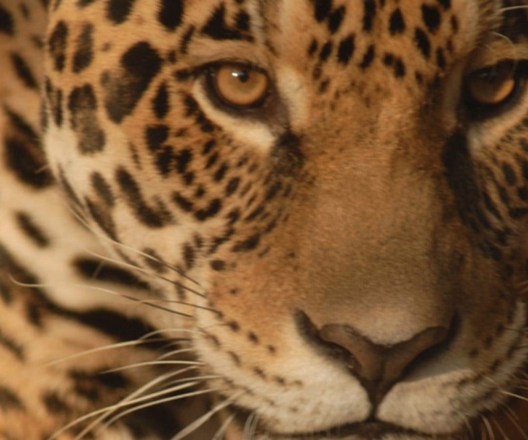 ilha-solteira-news-morre-lucio-ultima-onca-pintada-zoologico-min