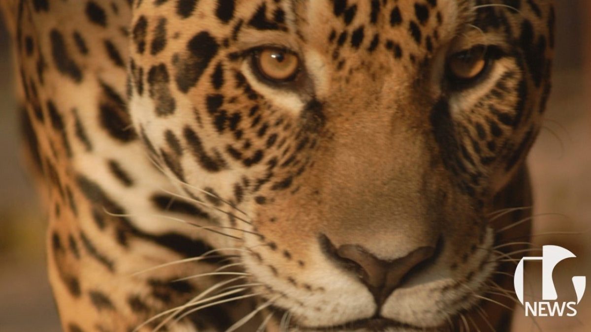 ilha-solteira-news-morre-lucio-ultima-onca-pintada-zoologico-min