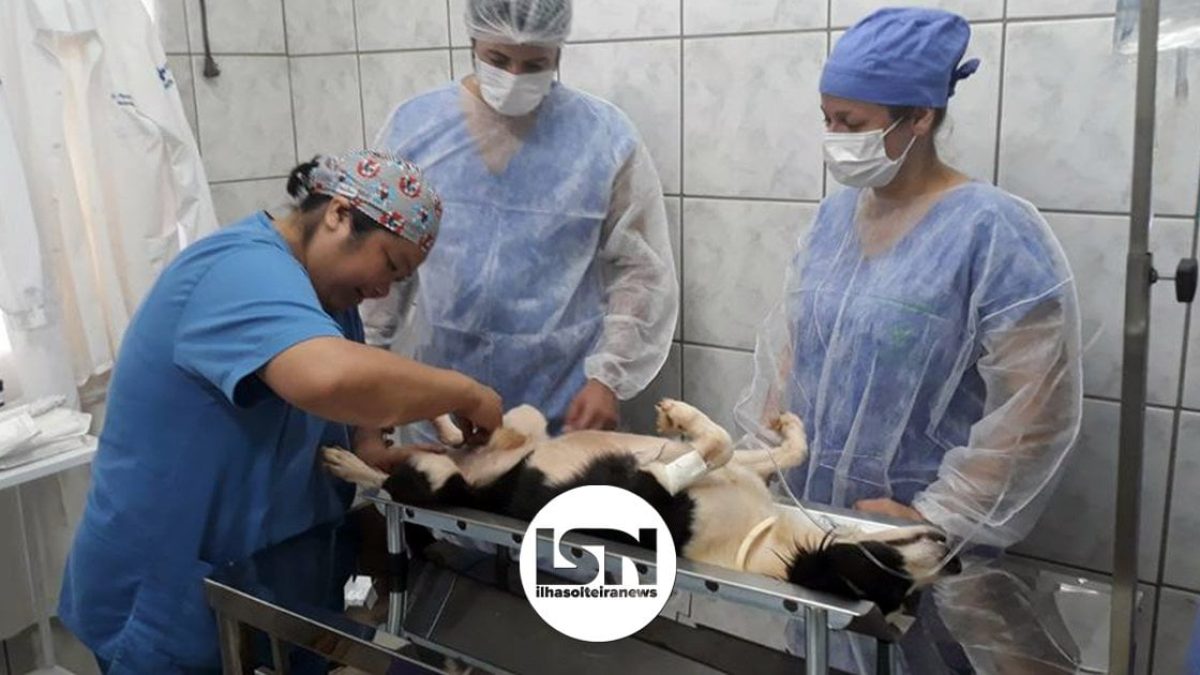 ilha-solteira-news-mutirao-castracao-ccz