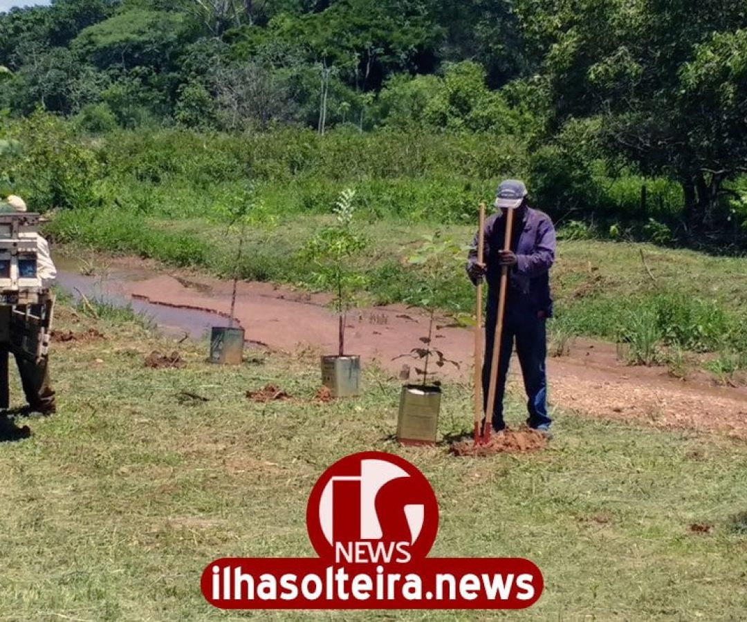 ilha-solteira-news-plantio-mudas-nativas-bairro-ipe-corrego-app