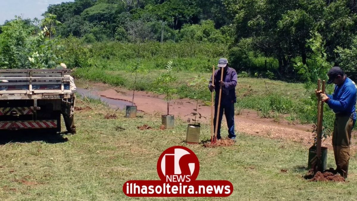 ilha-solteira-news-plantio-mudas-nativas-bairro-ipe-corrego-app