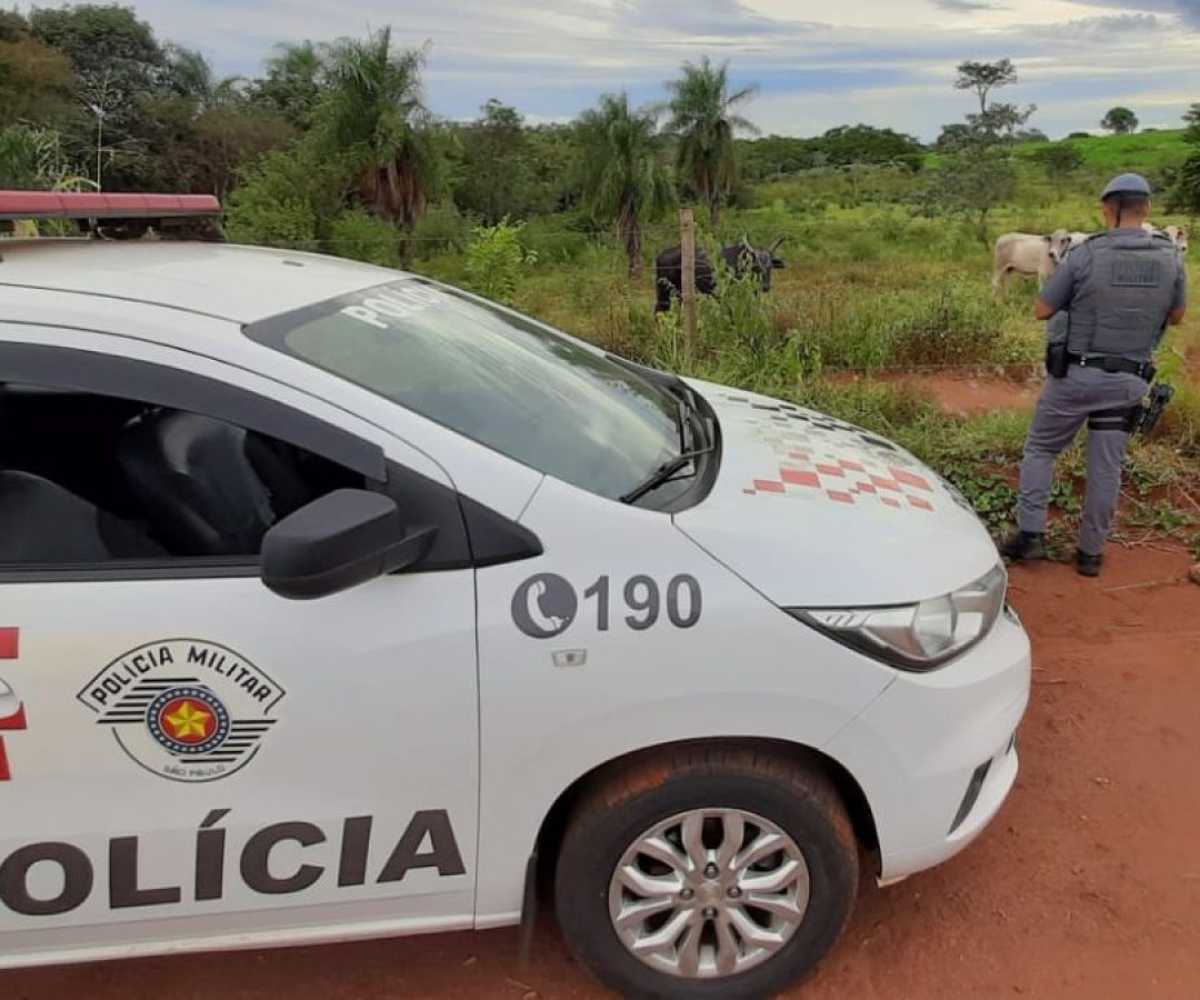 ilha-solteira-news-policia-militar-atividade-delegada-furto-de-gado