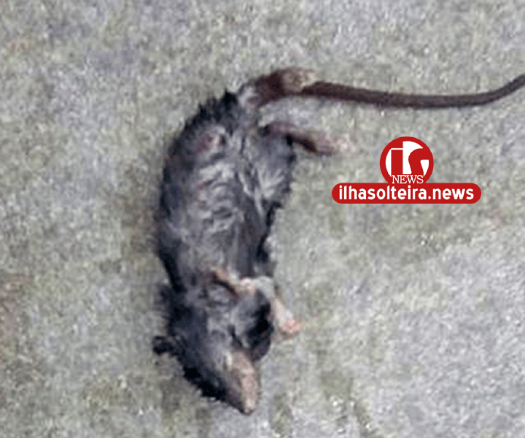 ilha-solteira-news-ratos-caldeira-cozinha-piloto ilha-solteira-news-ratos-caldeira-cozinha-piloto