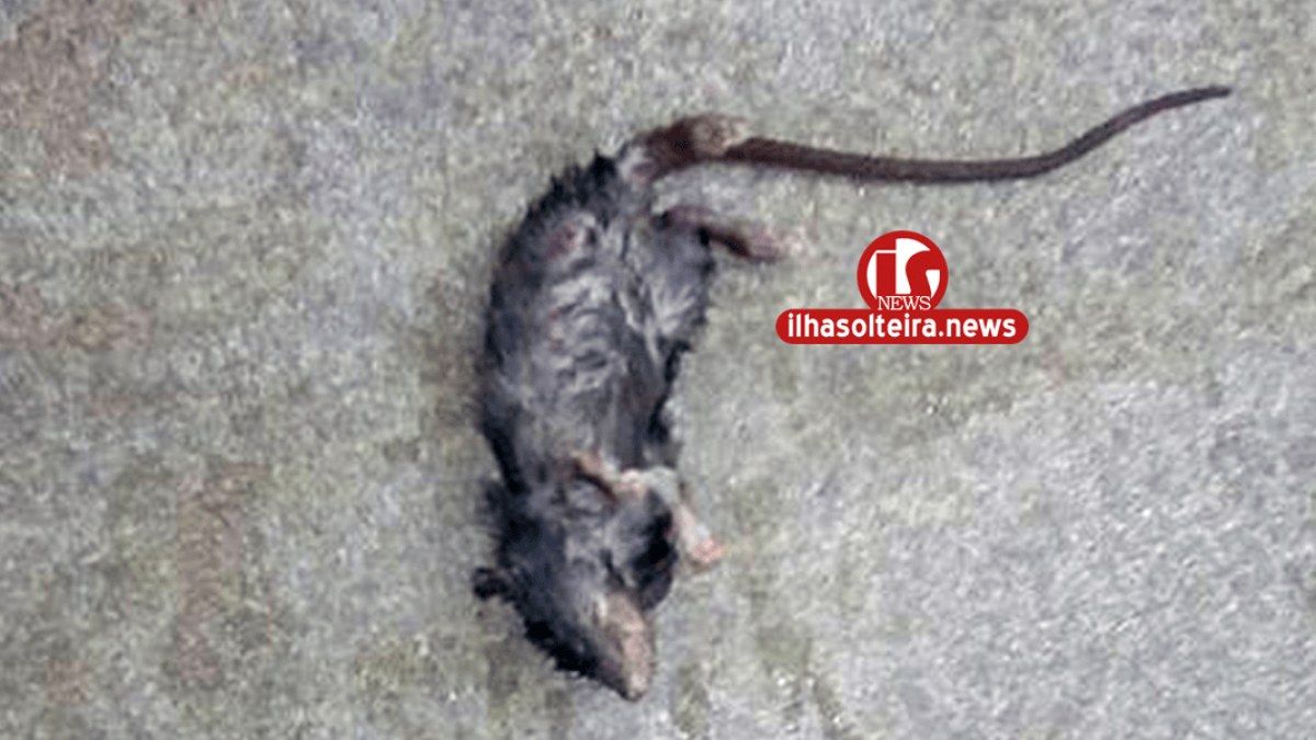 ilha-solteira-news-ratos-caldeira-cozinha-piloto