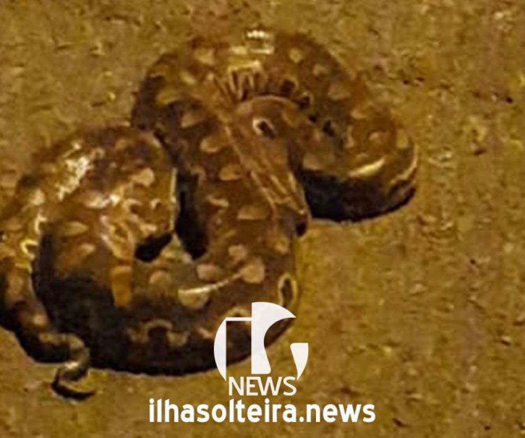 ilha-solteira-news-recanto-das-aguas-cobra