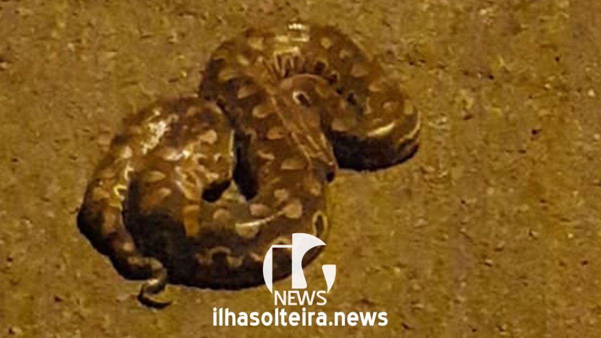 ilha-solteira-news-recanto-das-aguas-cobra