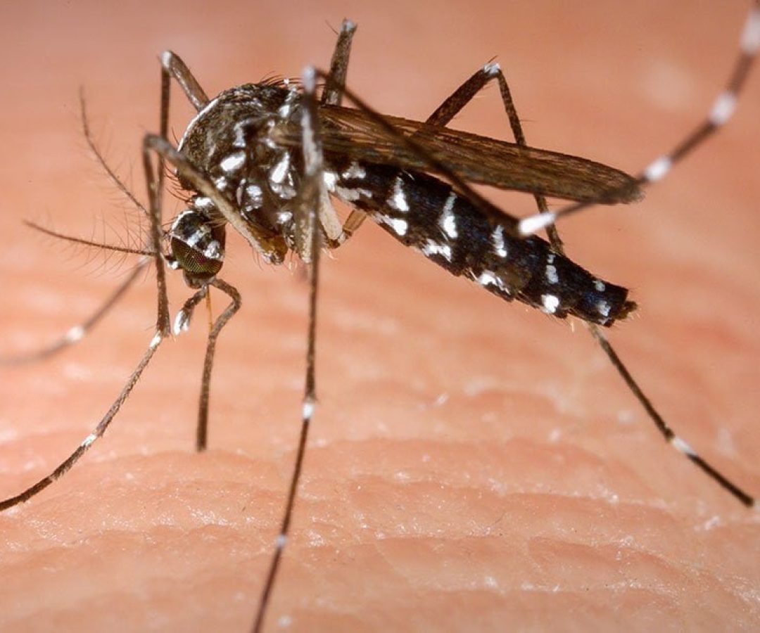 ilha-solteira-news-semana-nacional-mobilizacao-contra-aedes-aegypti-dengue-zika-chikungunya ilha-solteira-news-semana-nacional-mobilizacao-contra-aedes-aegypti-dengue-zika-chikungunya