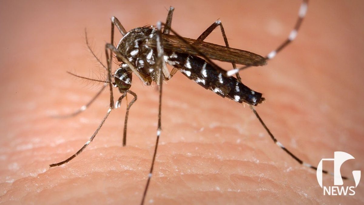 ilha-solteira-news-semana-nacional-mobilizacao-contra-aedes-aegypti-dengue-zika-chikungunya