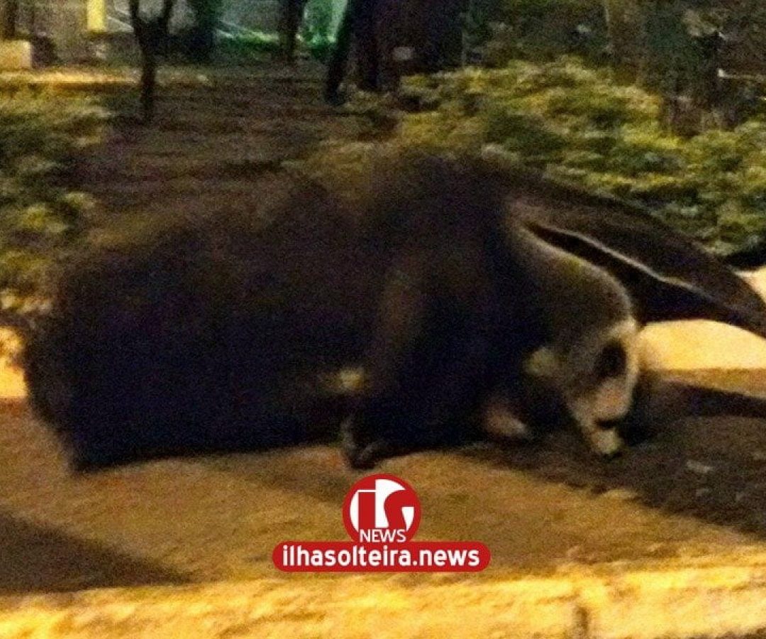 ilha-solteira-news-tamandua-bandeira-passeios-correntes-moncao