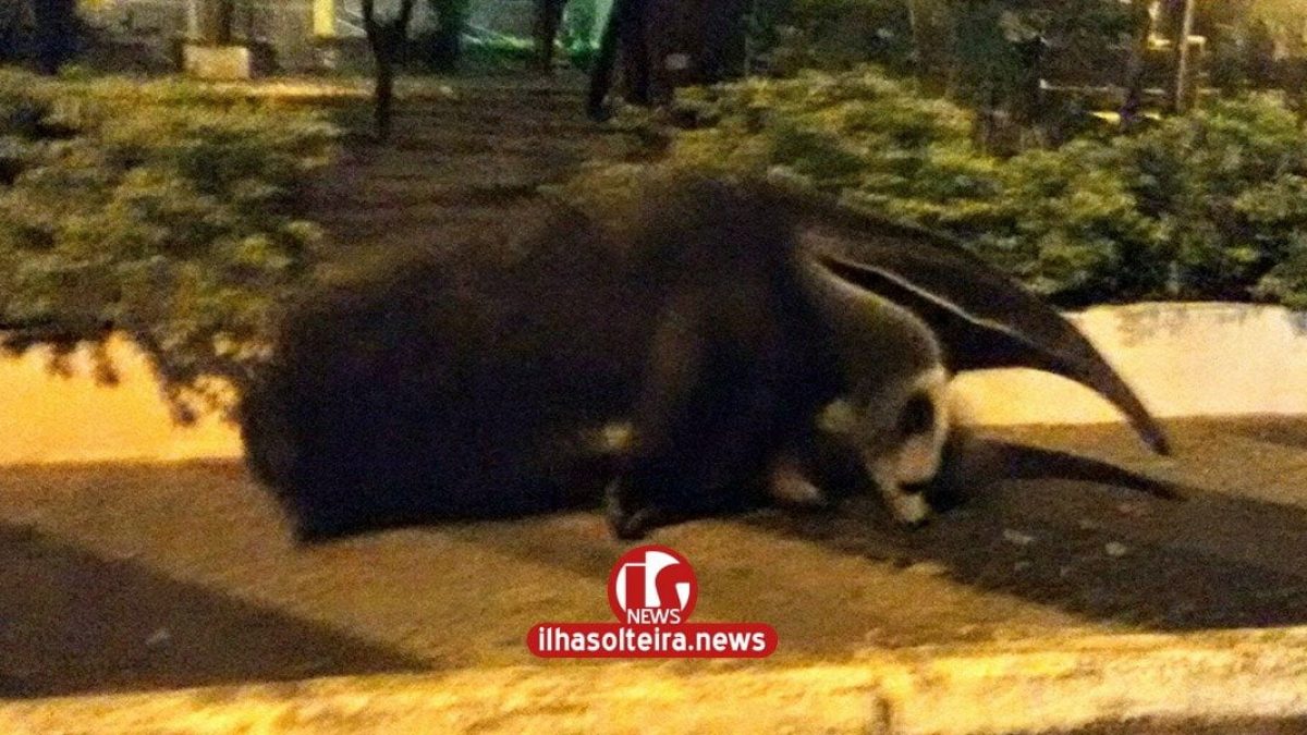 ilha-solteira-news-tamandua-bandeira-passeios-correntes-moncao