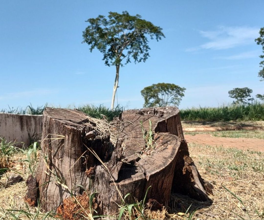 ilha-solteira-news-tomate-murilo-lima-reflorestamento-parque-da-mantiqueira