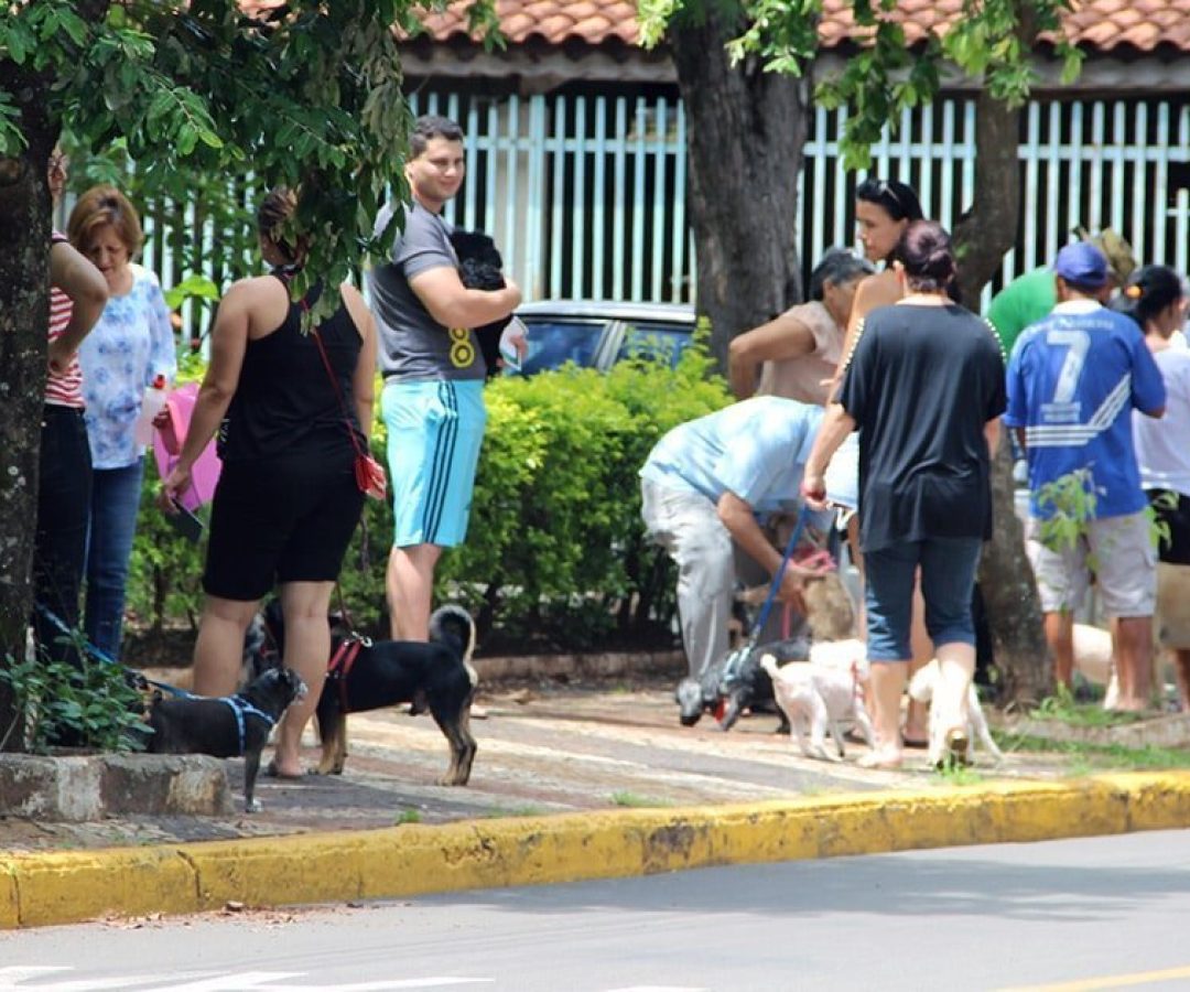 ilha-solteira-news-vacinacao-contra-raiva-animal