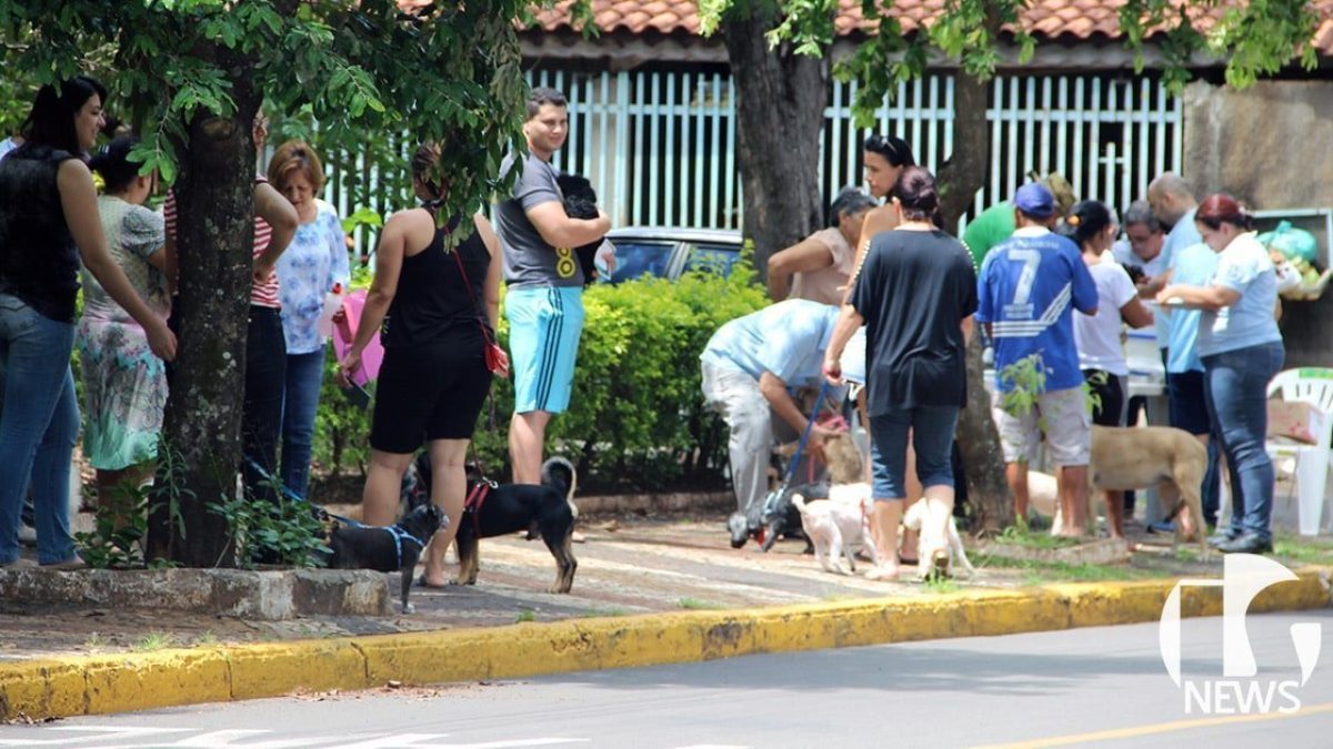 ilha-solteira-news-vacinacao-contra-raiva-animal