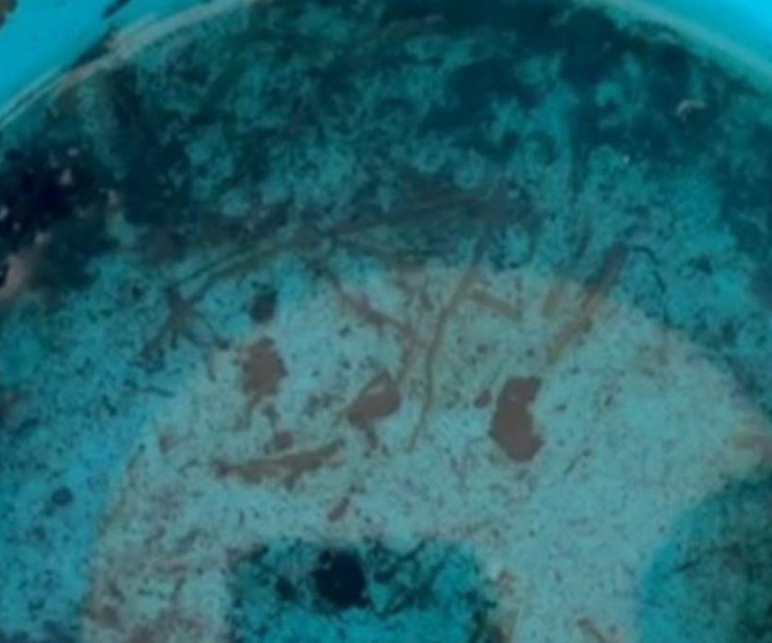 ilha-solteira-news-vigilancia-epidemiologica-levantamento-mosquito-aedes-aegypti
