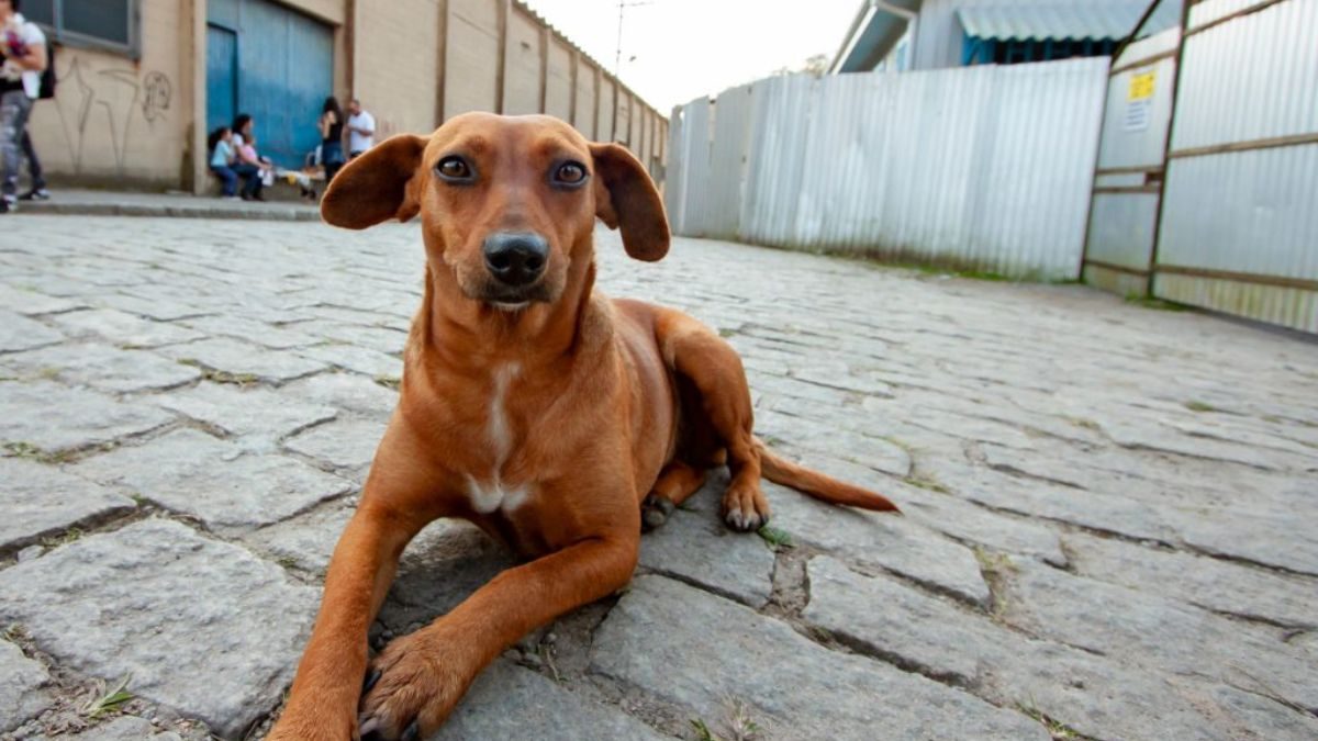 ilha-solteira-news-vira-lata-caramelo-expressao-cultural-lei-paulista