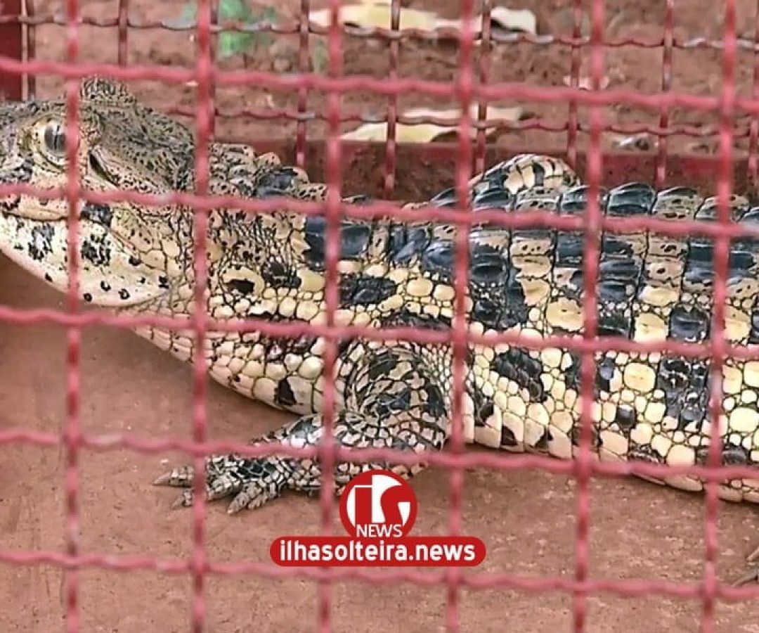 ilha-solteira-news-zoologico-recebe-filhotes-de-onca-parda-e-jacare-capturados-em-pereira-barreto-min