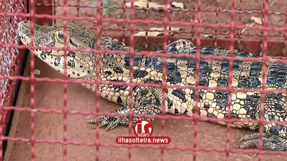 ilha-solteira-news-zoologico-recebe-filhotes-de-onca-parda-e-jacare-capturados-em-pereira-barreto-min