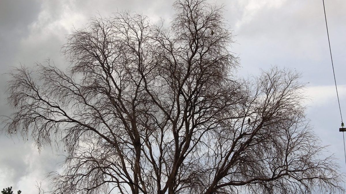 ilhanews-arvores-envenenadas-viram-caso-policia-ilha-solteira