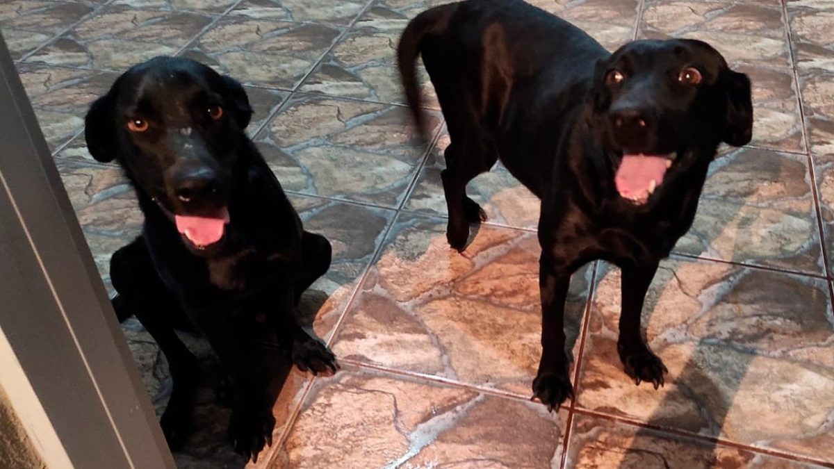 ilhanews-caes-vitimas-maus-tratos-aguardam-adocao-e-precisam-doacoes-ilha-solteira