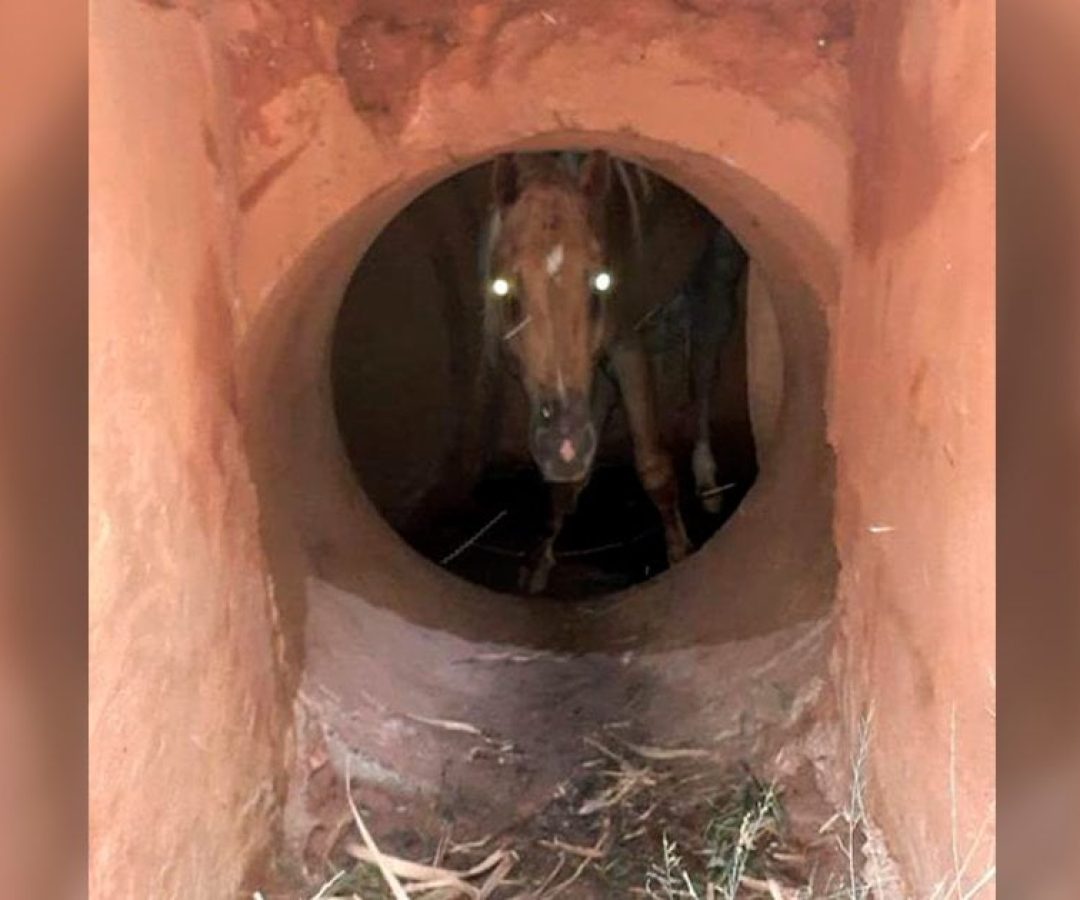 ilhanews-cavalo-cai-galeria-pluvial-ipe-ilha-solteira