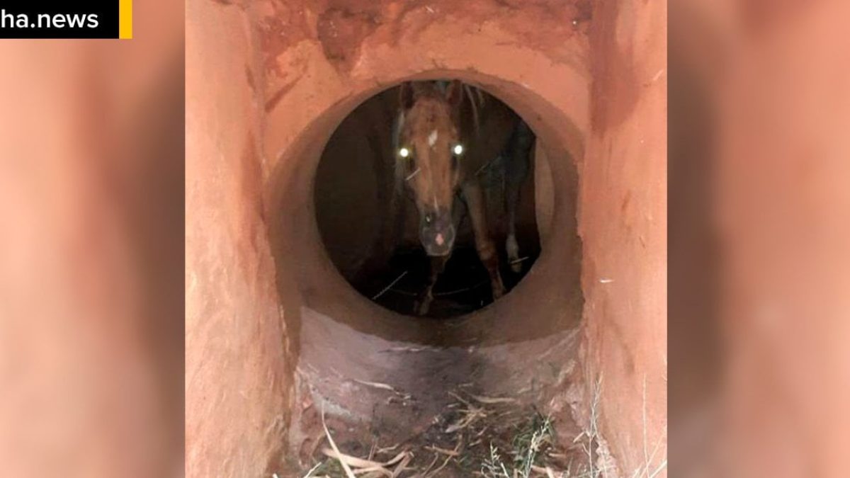 ilhanews-cavalo-cai-galeria-pluvial-ipe-ilha-solteira