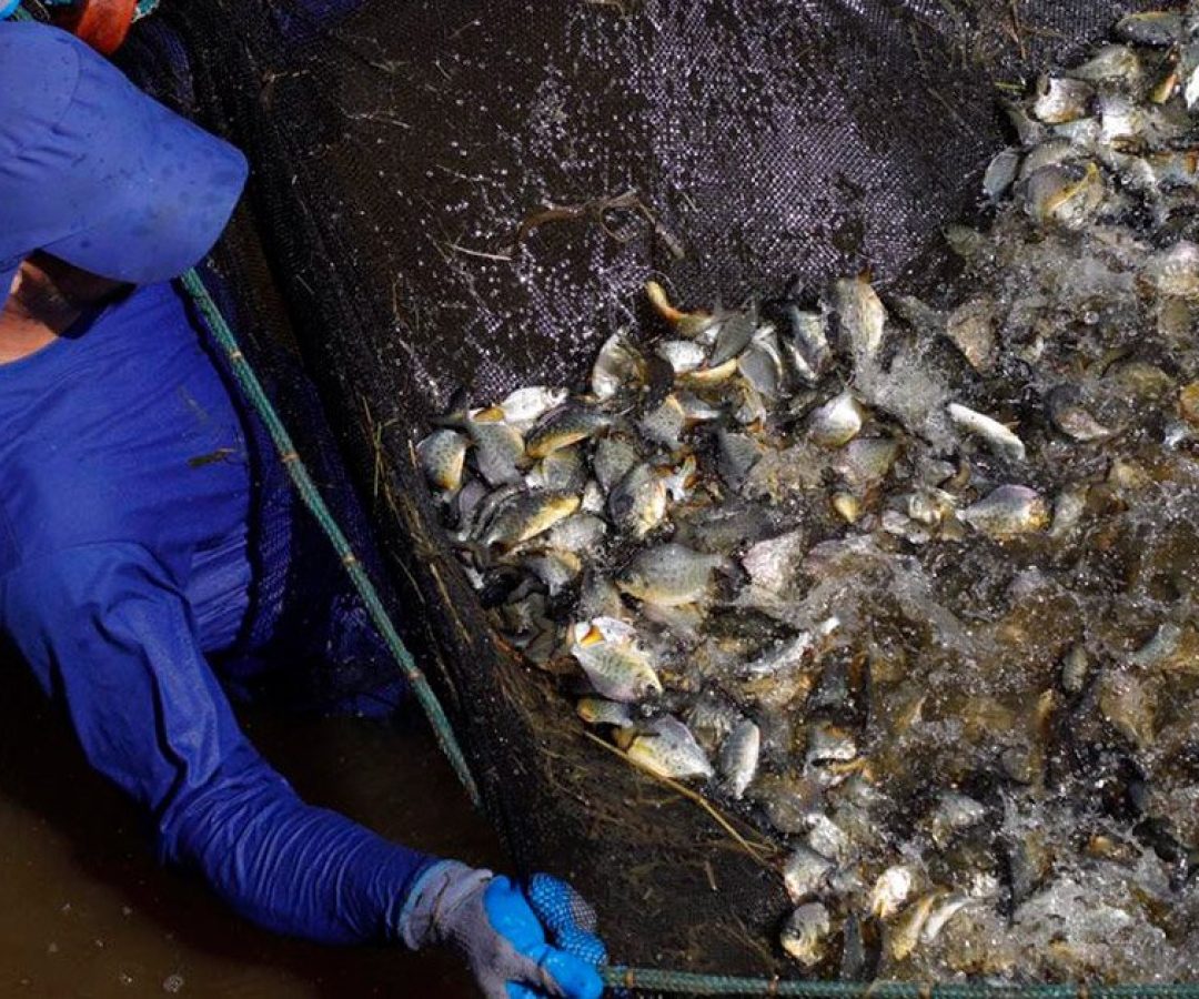 ilhanews-ctg-brasil-realiza-soltura-800-mil-peixes-rio-parana-ilha-solteira