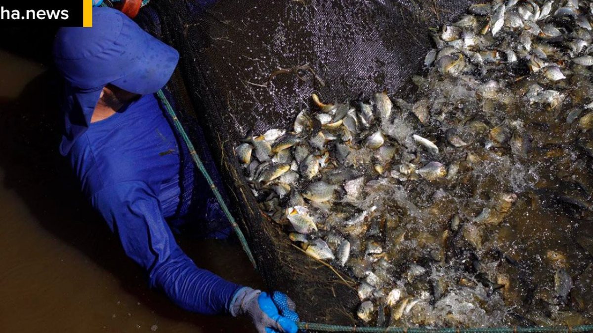 ilhanews-ctg-brasil-realiza-soltura-800-mil-peixes-rio-parana-ilha-solteira