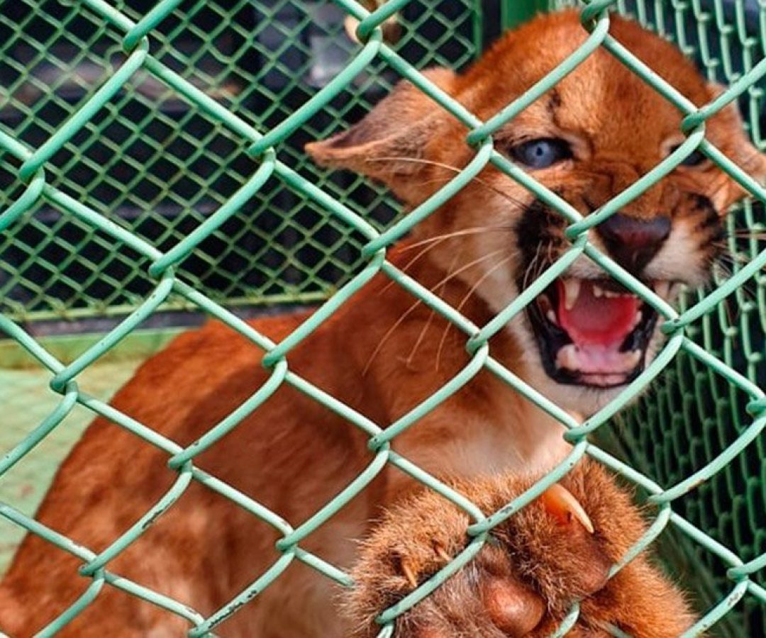 ilhanews-filhote-onca-parda-resgatado-zoo-ilha-solteira
