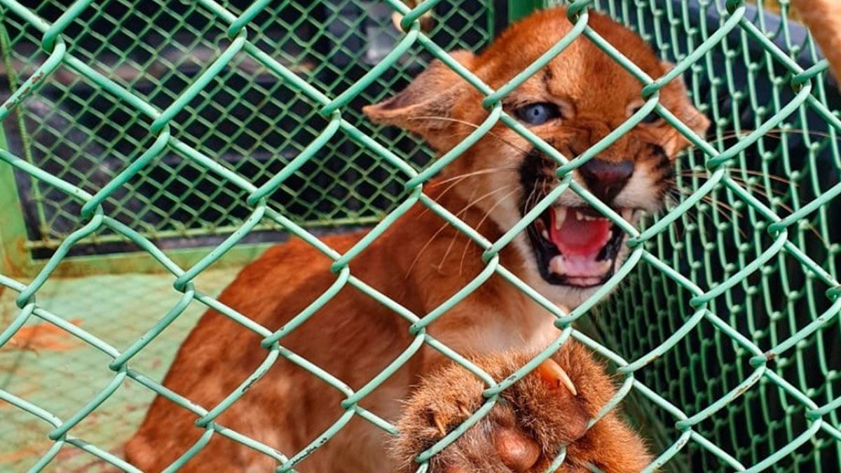 ilhanews-filhote-onca-parda-resgatado-zoo-ilha-solteira