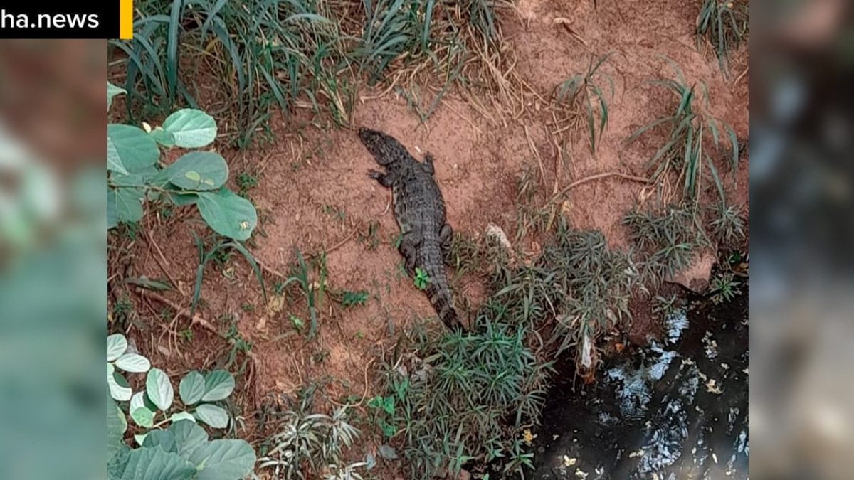 ilhanews-jacare-visto-corrego-sem-nome-ilha-solteira