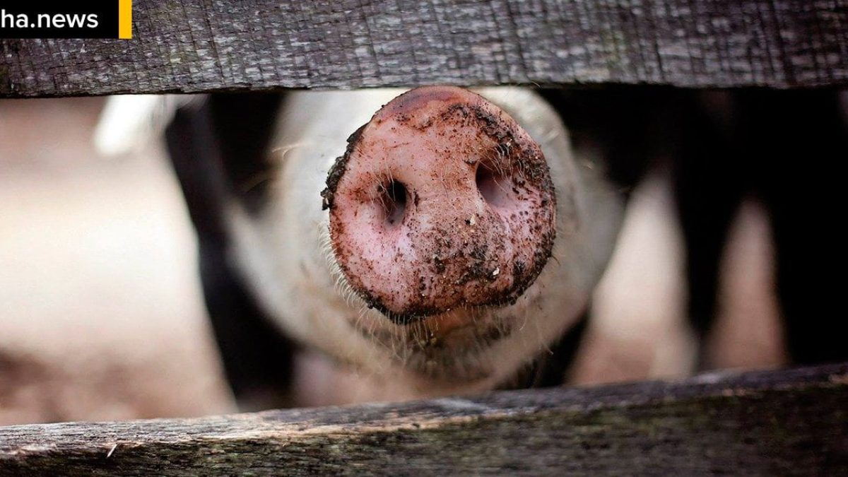 ilhanews sítio furtado no assentamento estrela da ilha ladrões embebedam porcos ilha solteira