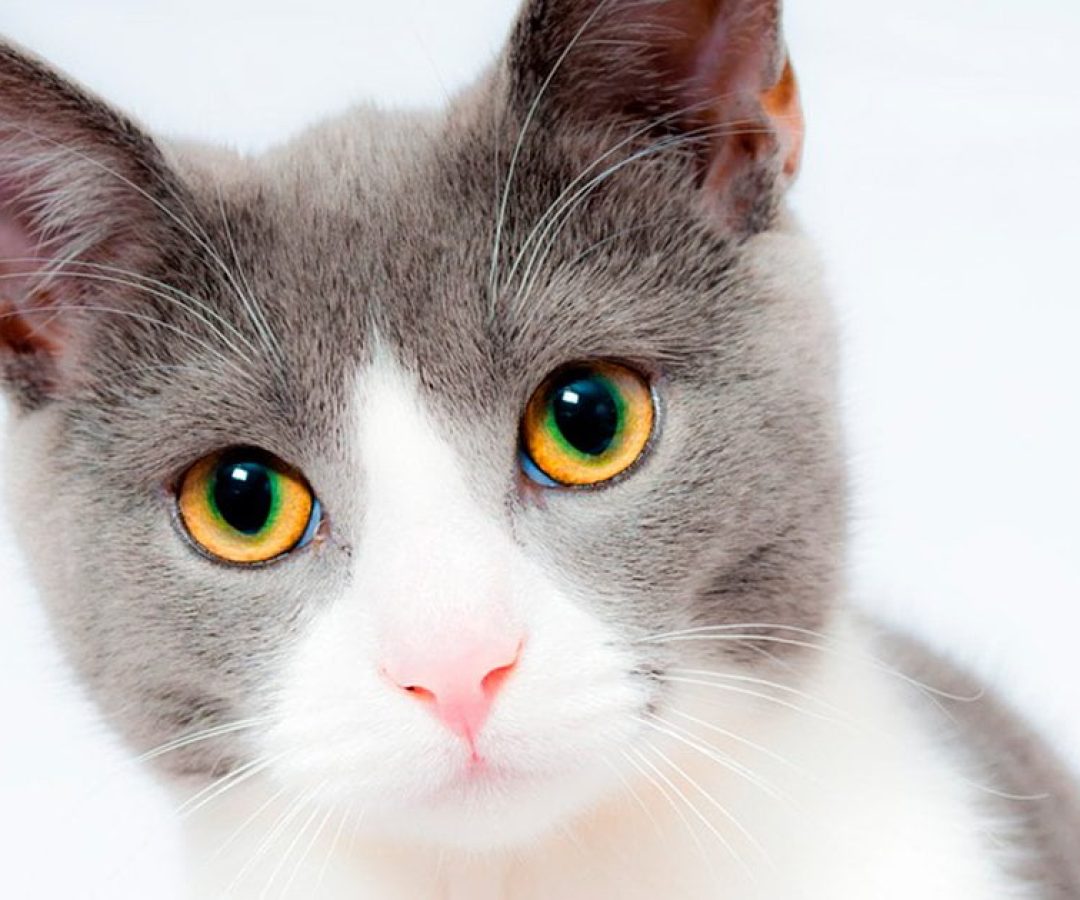 ilhanews toca dos gatos promove bazar beneficente ilha solteira